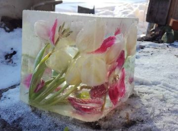 Frusna tulpaner featured image
